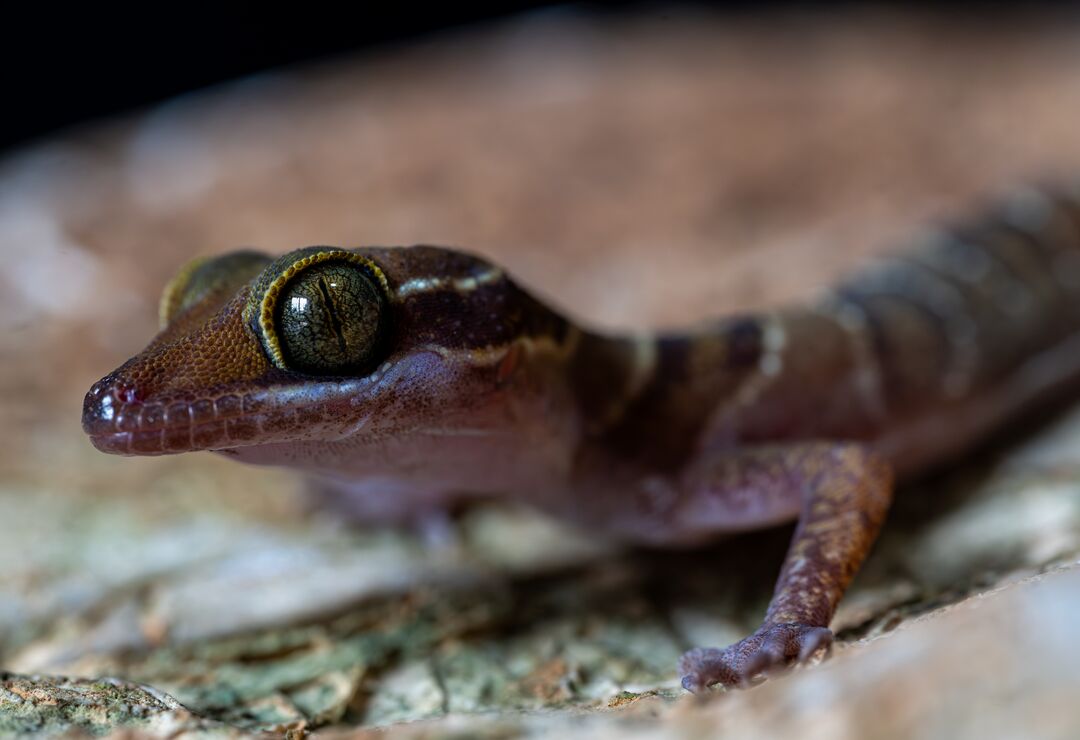 A gecko with big green eyes ringed in yellow scales looks curiously at the camera. A gecko with big green eyes ringed in yellow scales looks curiously at the camera.